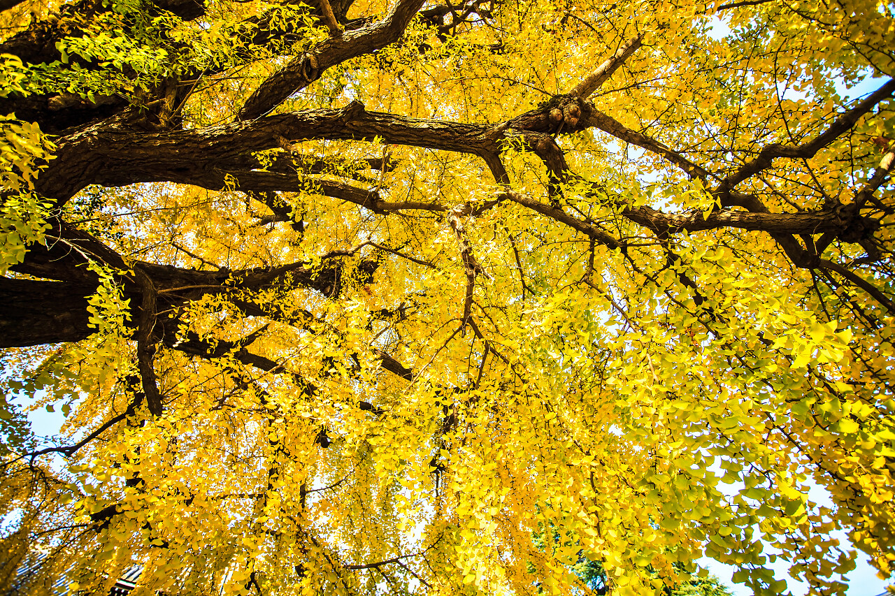 银杏在金秋时节二十四节气24节气立秋