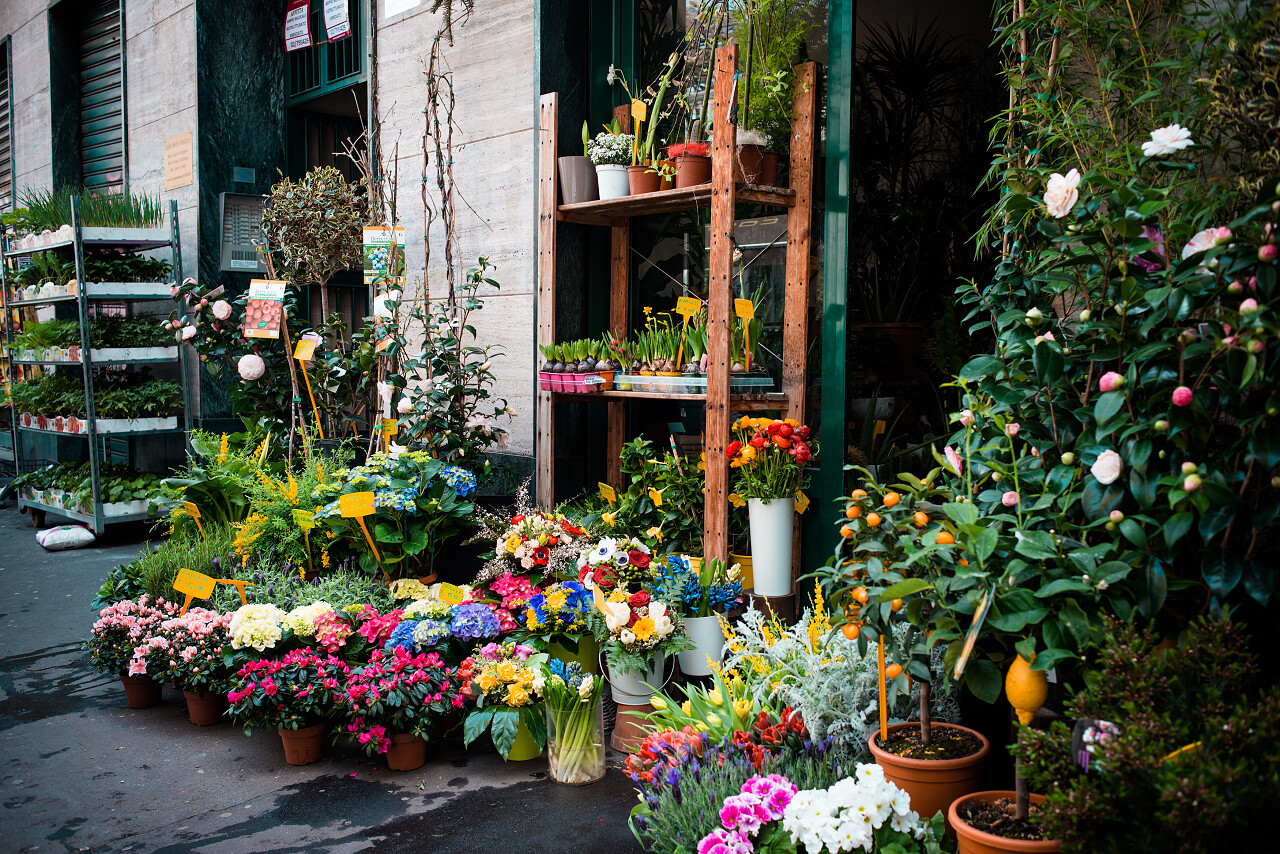 花店摆放的各种绿植