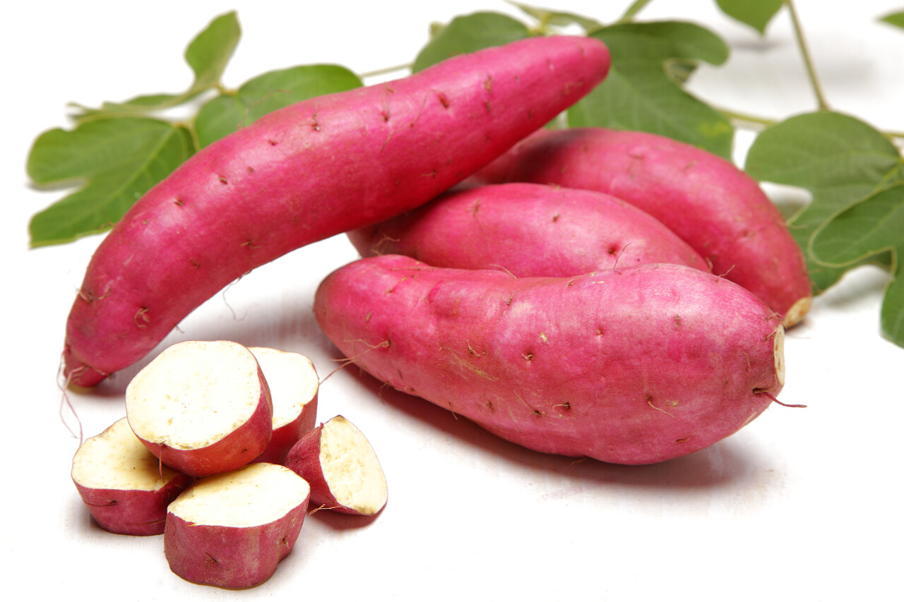 农作物番薯红薯