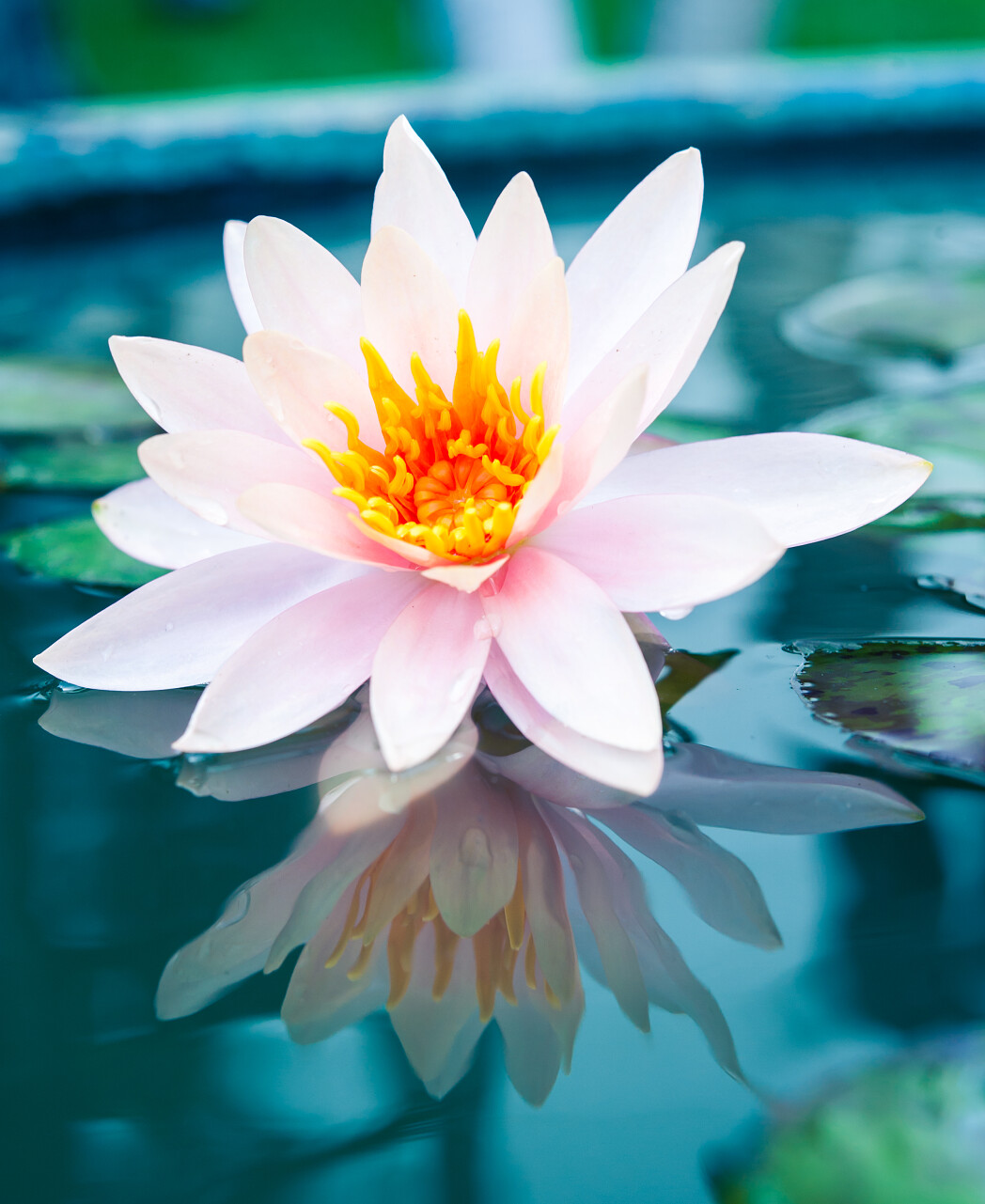 荷花美丽的粉红色睡莲或莲花在池塘里