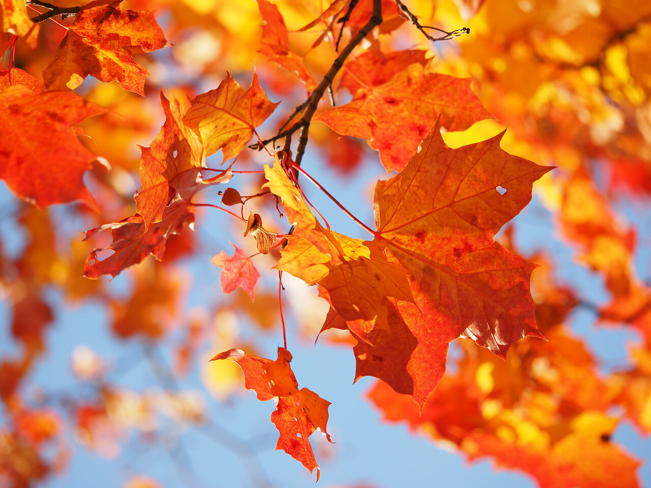 秋天的枫叶美好回忆树叶秋分