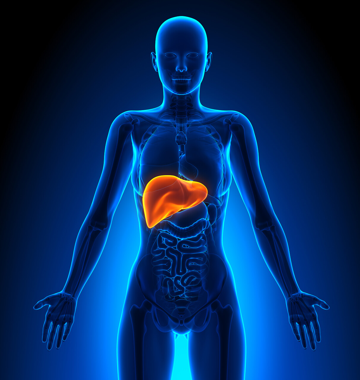 肝脏医学成像图全国爱肝日