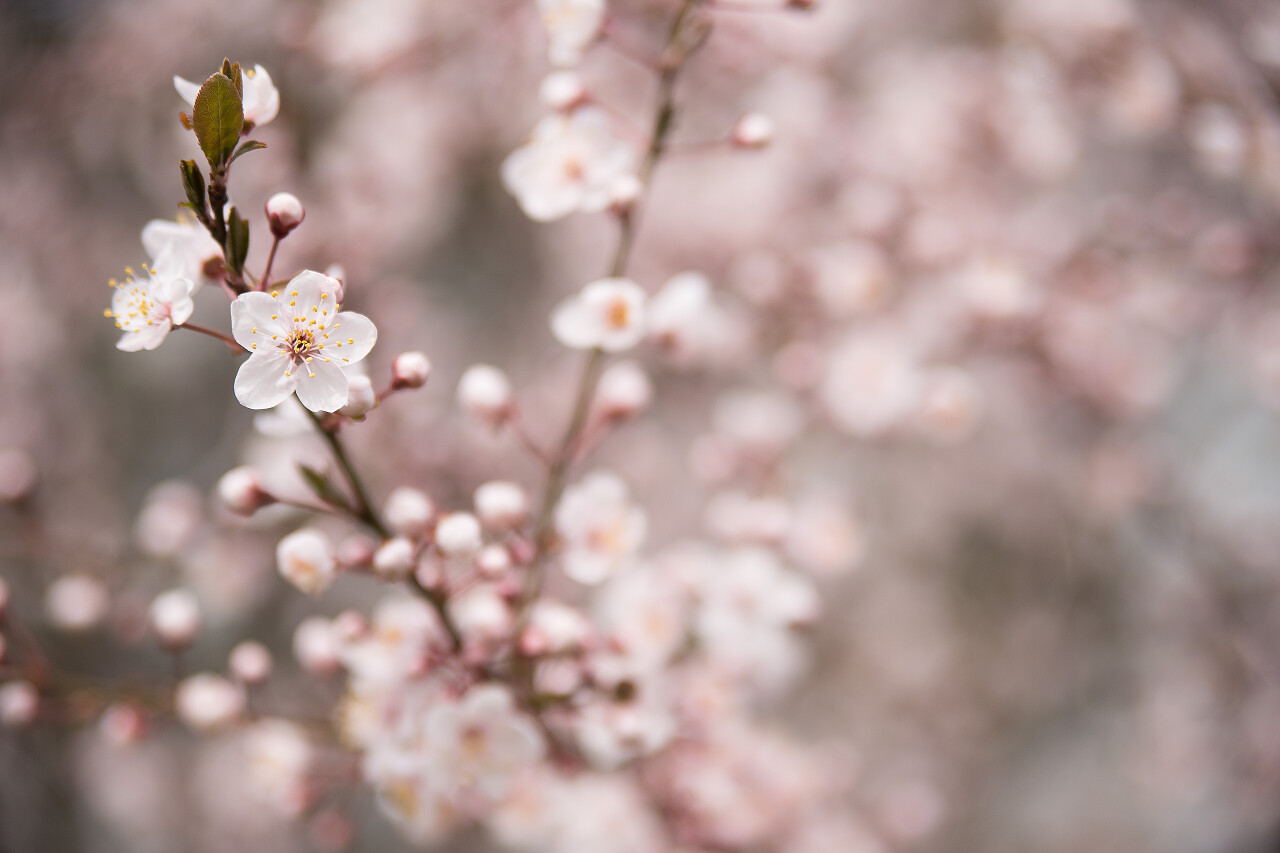 春天盛开的桃花传统二十四节气24节气春分