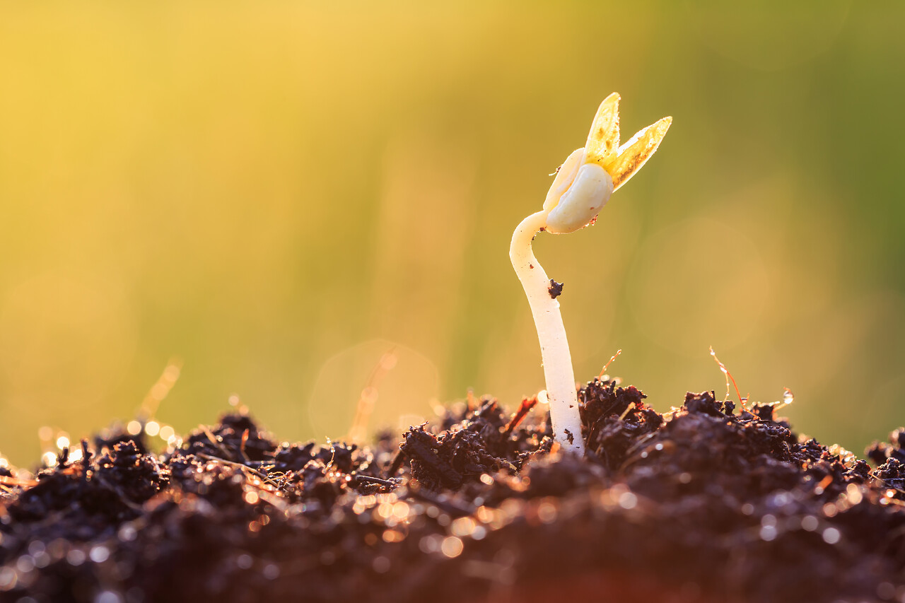 年轻的植物生长在土地上春天种子发芽成长土壤幼苗小芽嫩芽幼芽