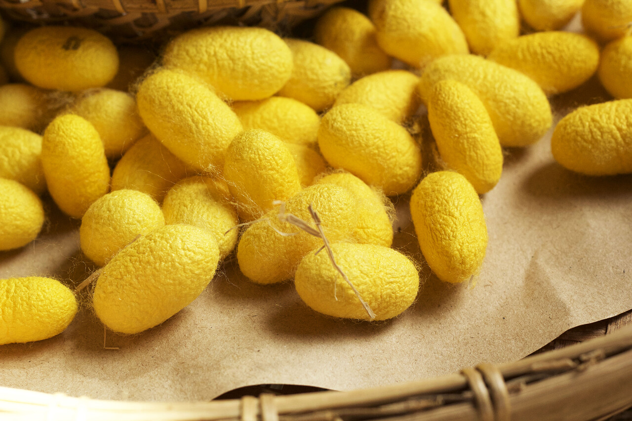 许多丝虫茧蚕二十四节气24节气小满