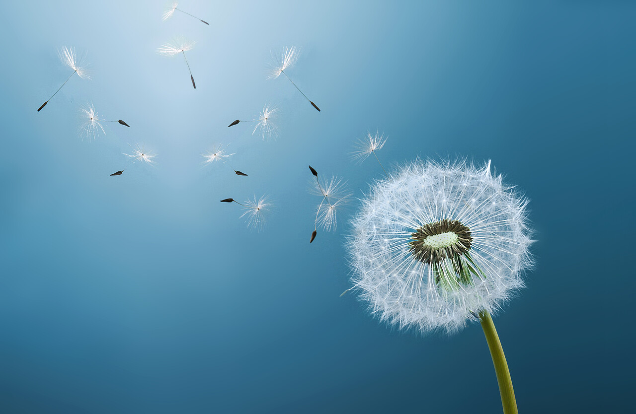 蓝色背景的蒲公英