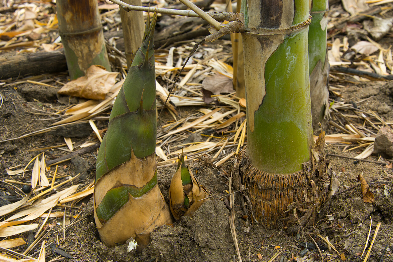植物竹笋的特写