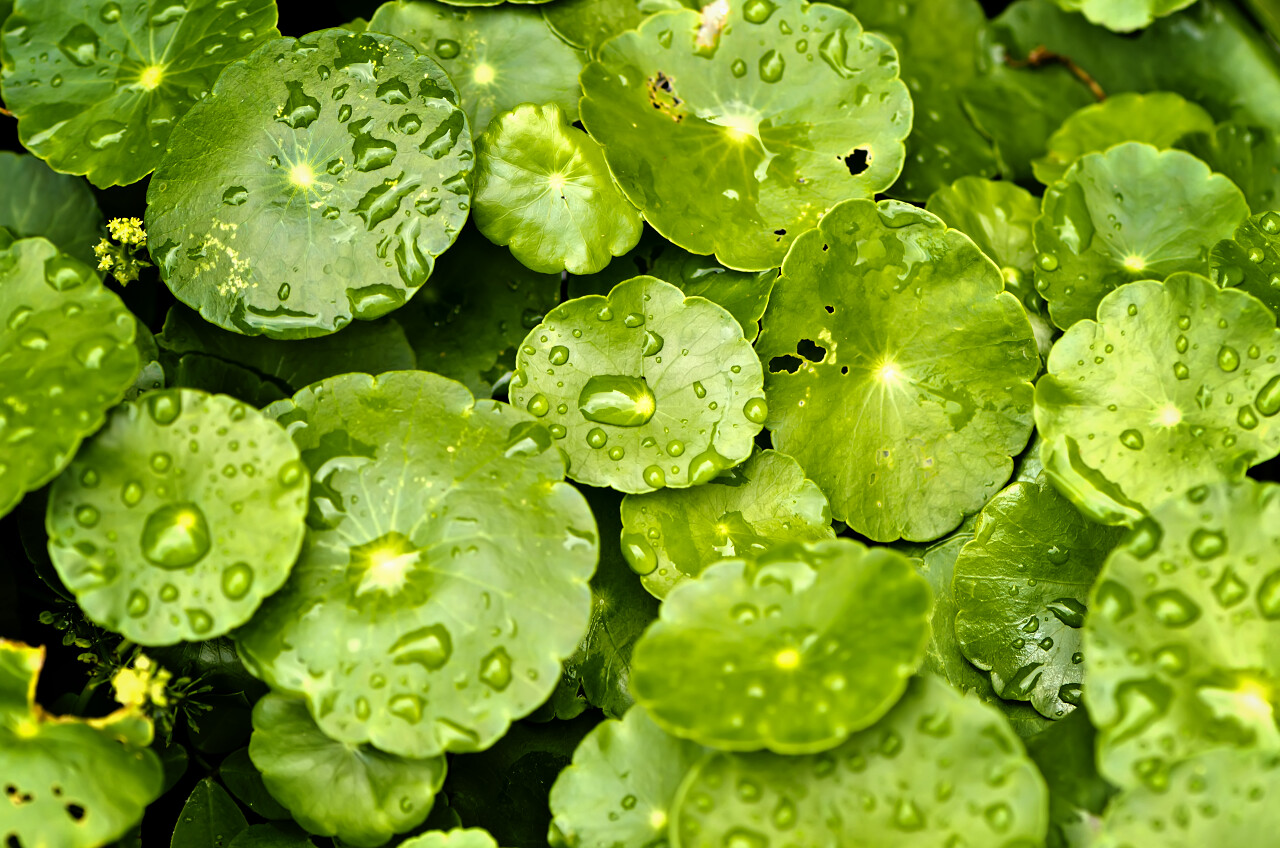 绿色积雪草上的水滴背景