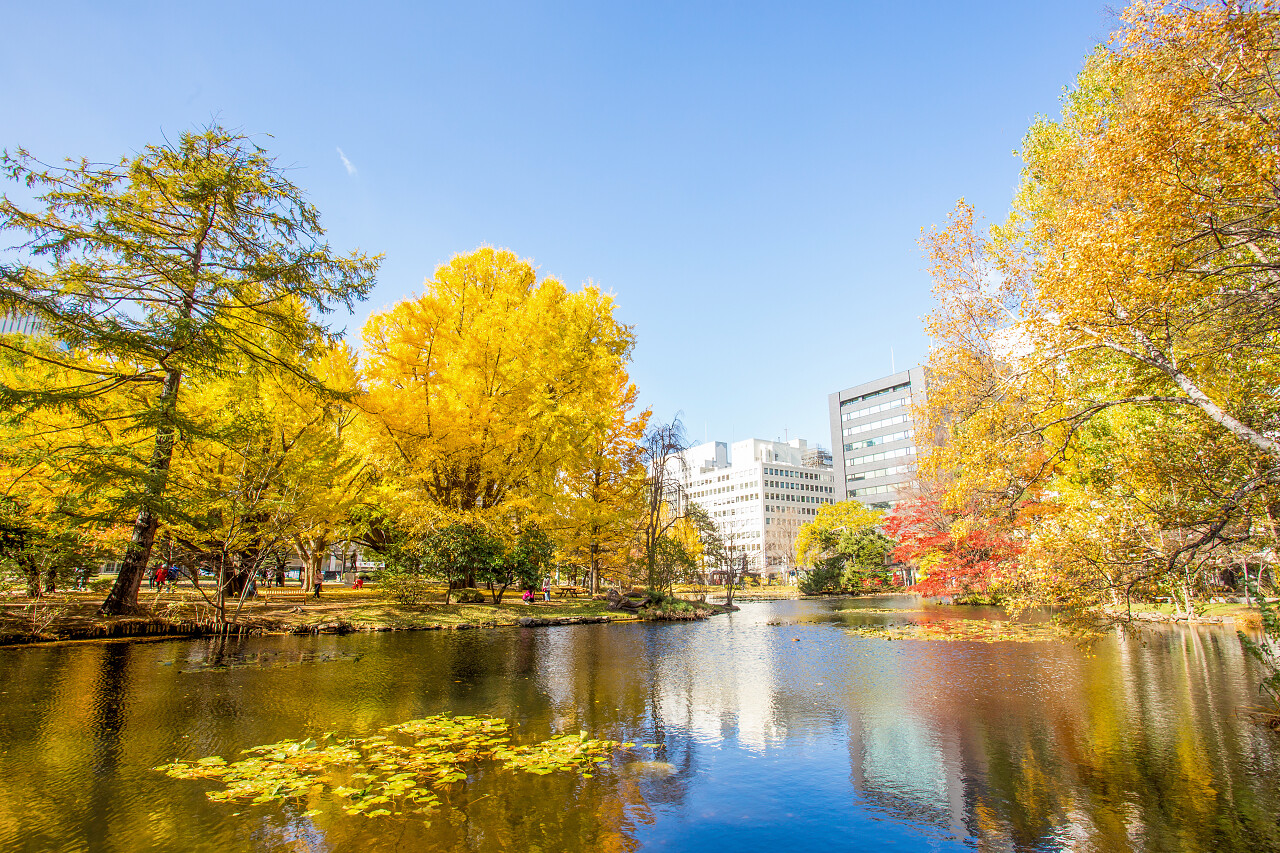 秋天景色城市公园里的湖泊树木北海道旅游