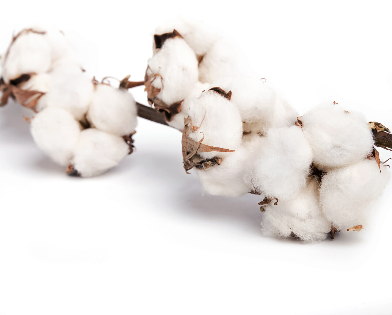 纯色背景上的棉花