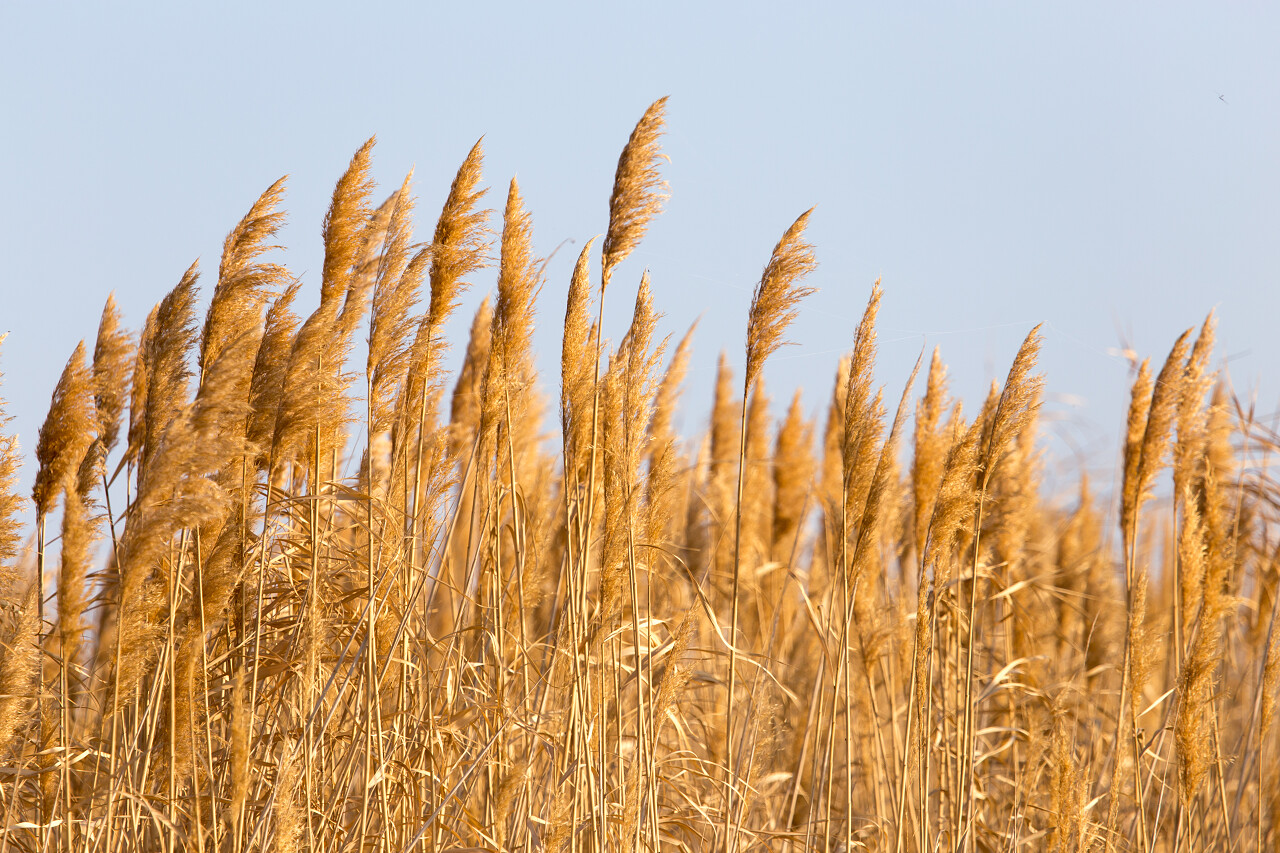在大自然中的芦苇