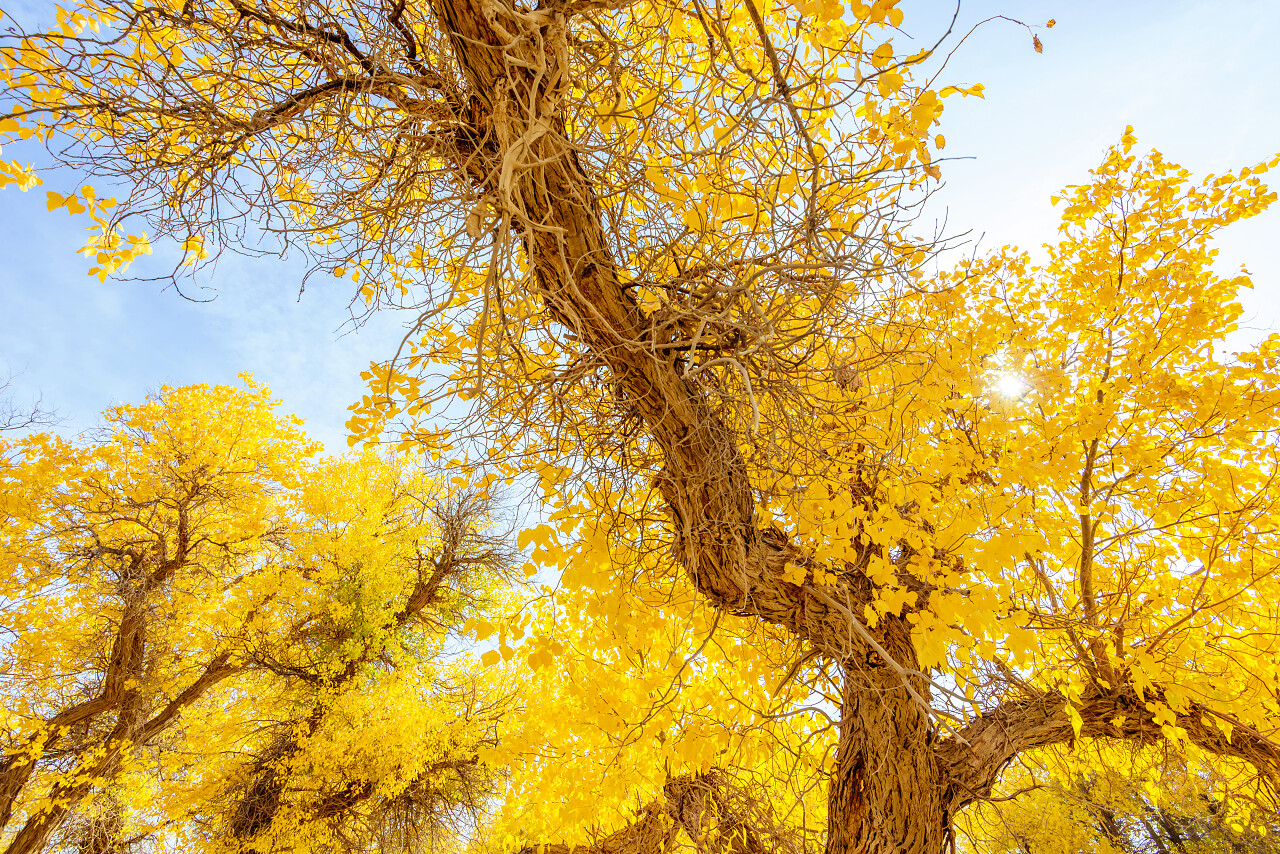 胡杨树内蒙古旅游旅游胡杨林