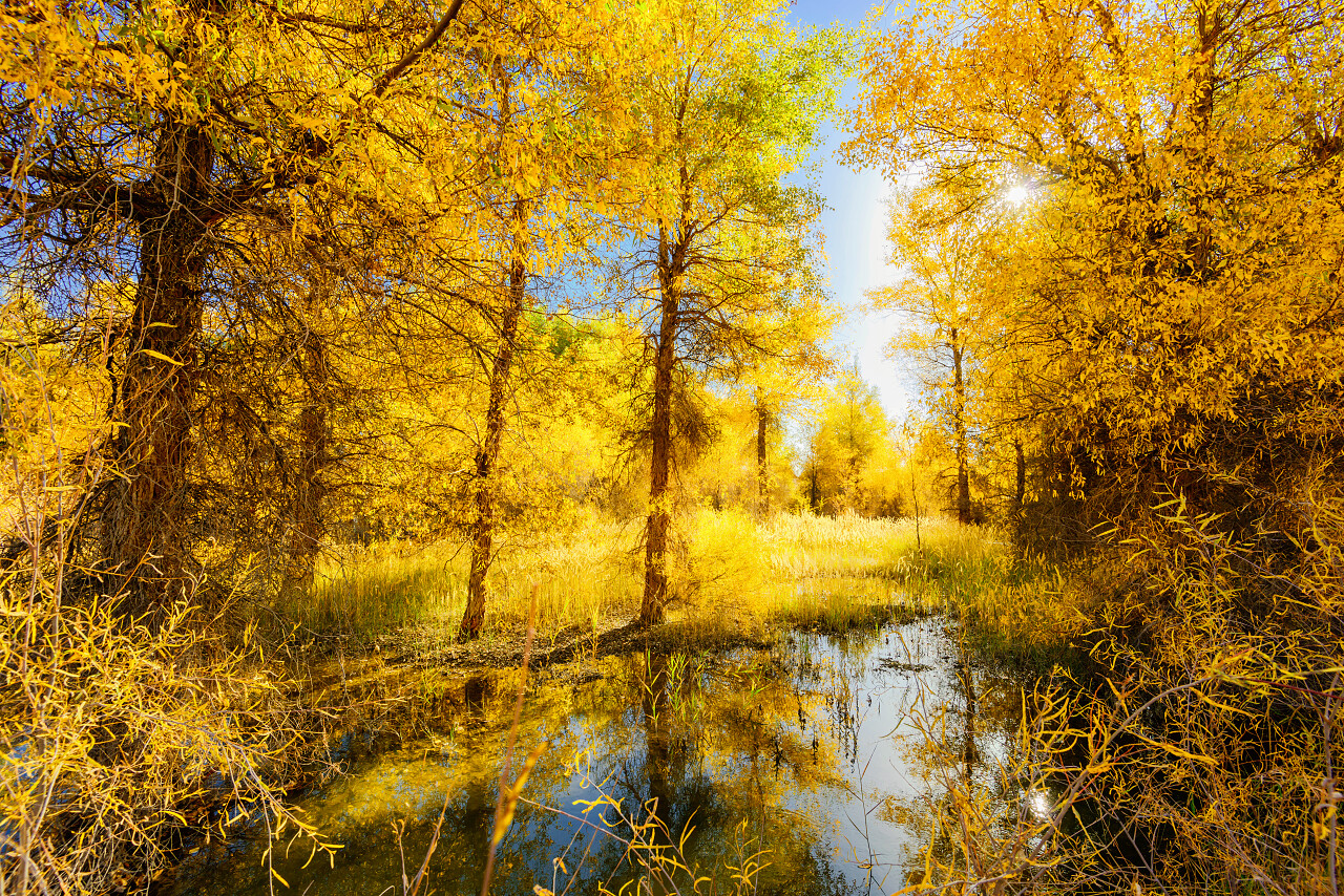 胡杨树内蒙古旅游旅游胡杨林