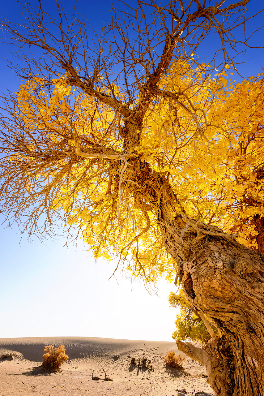 胡杨树内蒙古旅游旅游胡杨林
