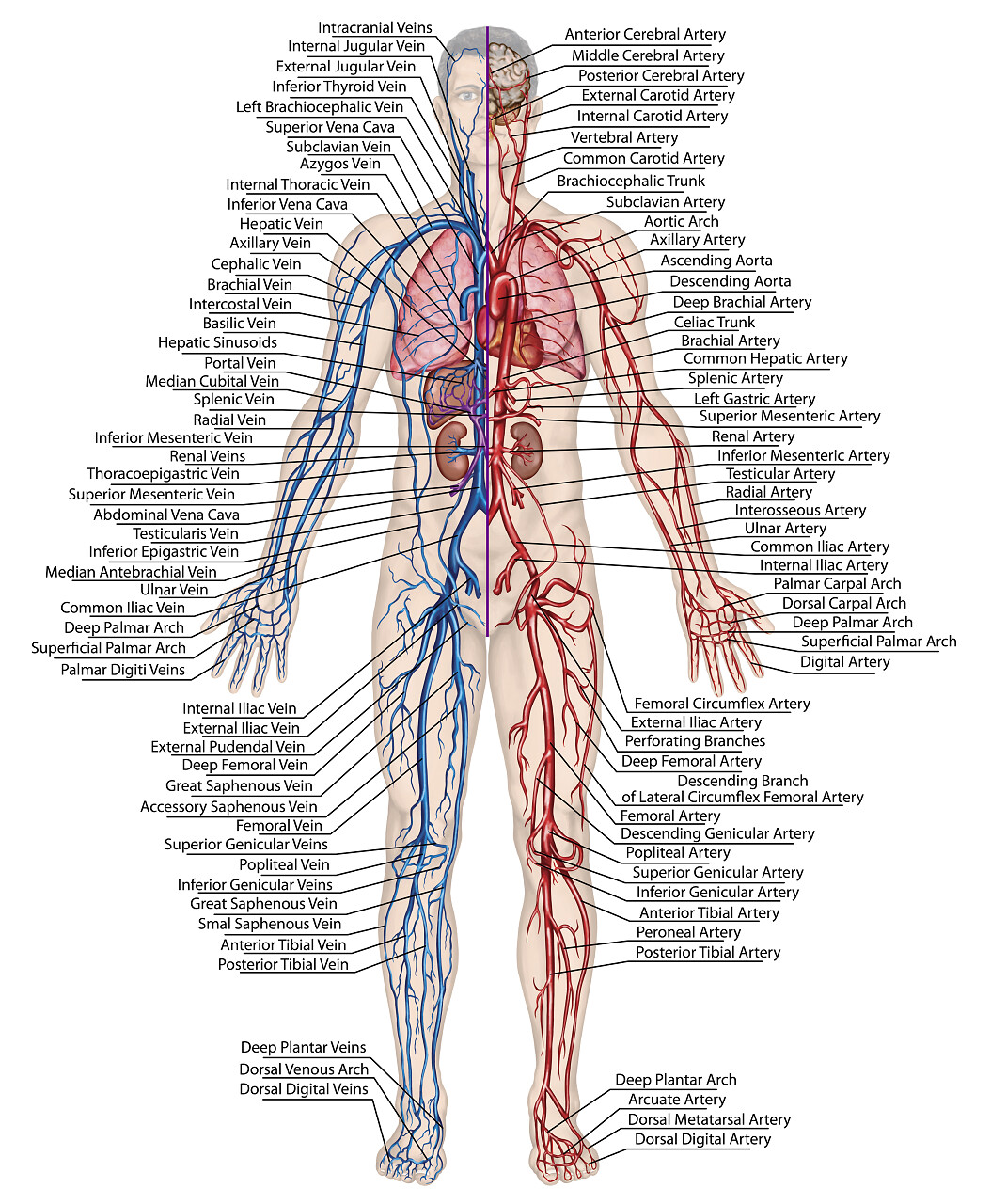 血液系统的解剖