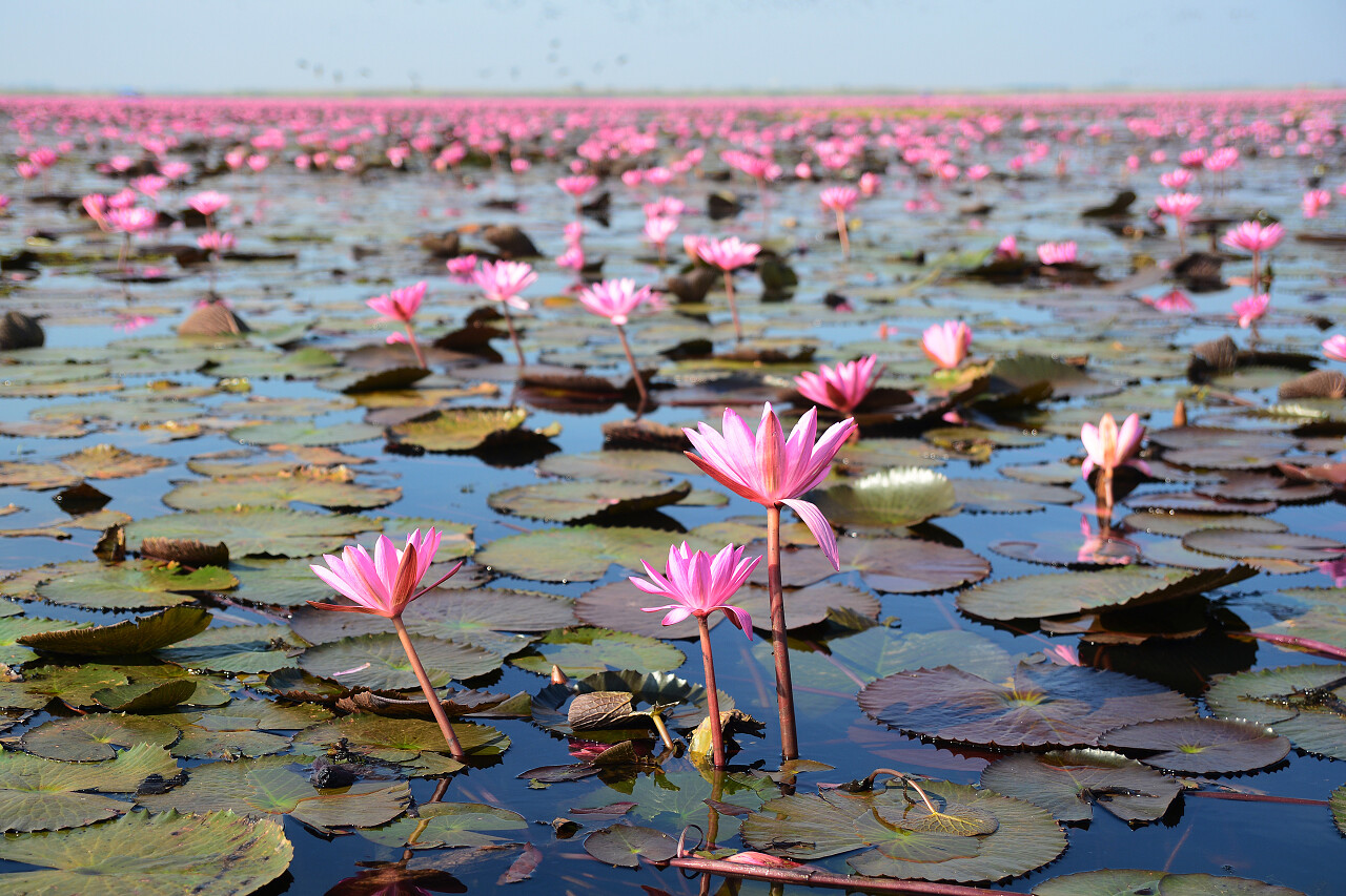 莲花湖二十四节气24节气立夏夏至小暑大暑