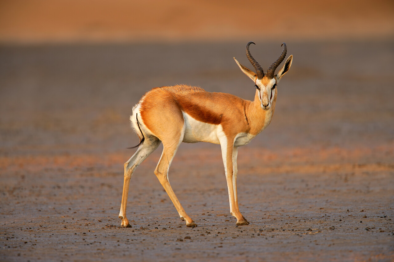 沙漠里奔跑的羚羊