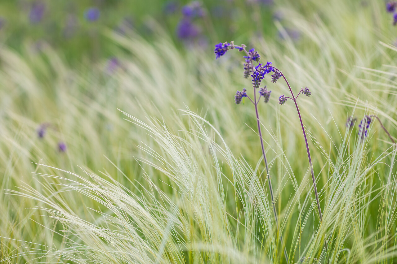 户外自然紫色花朵