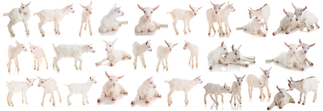 羊的写真图合集