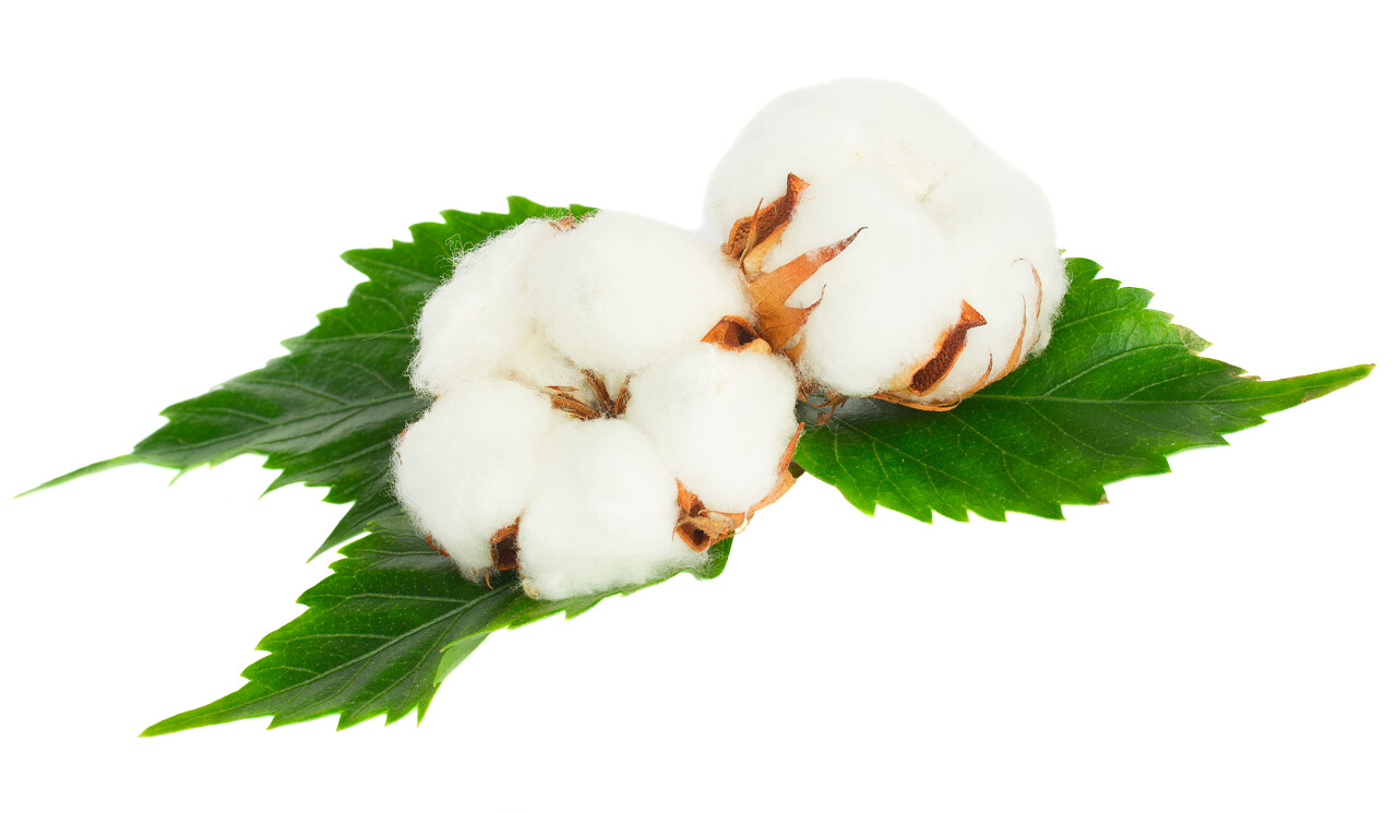 绿色叶片上的棉花