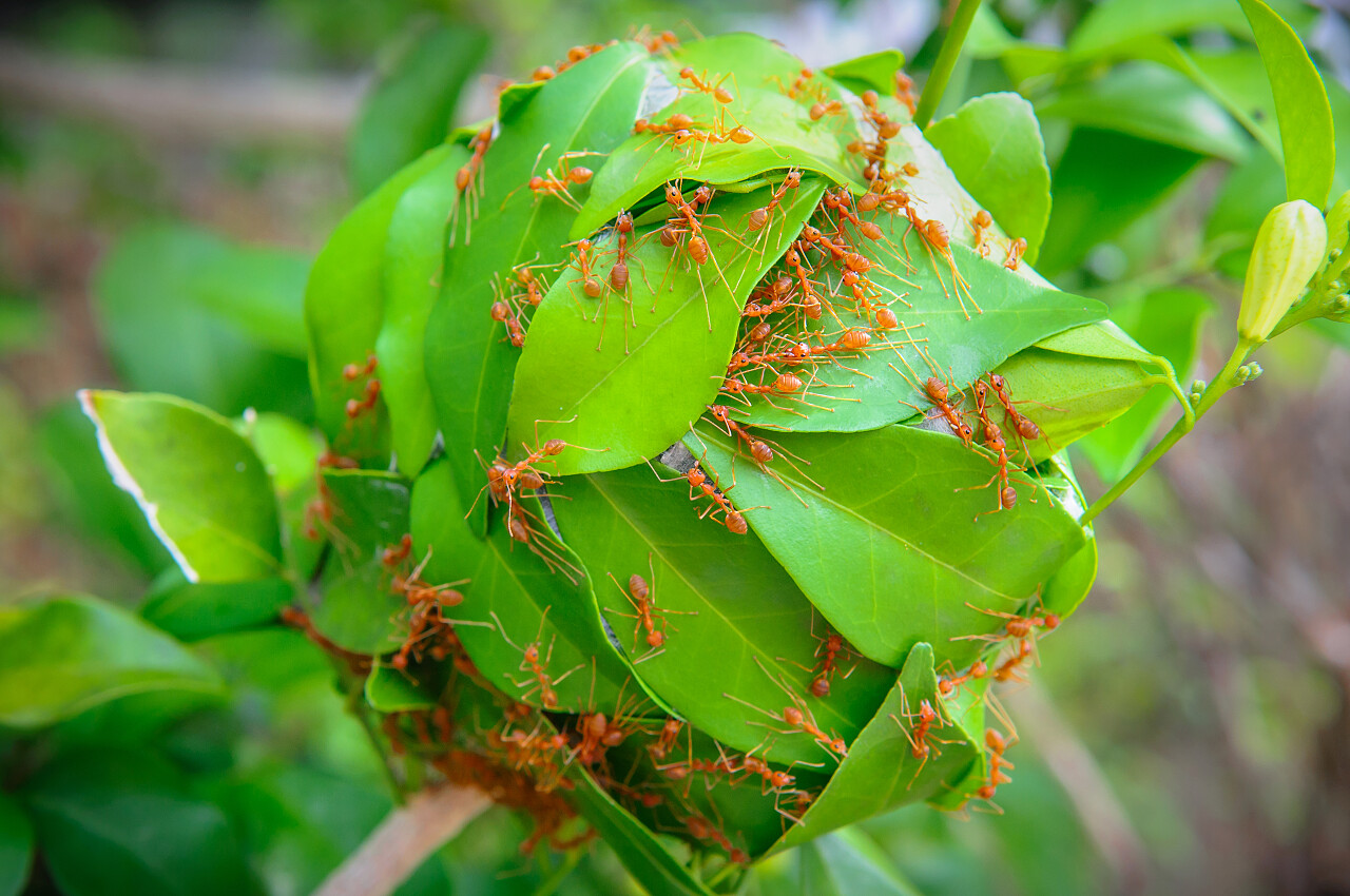 蚂蚁们搬运植物叶片蚂蚁团结