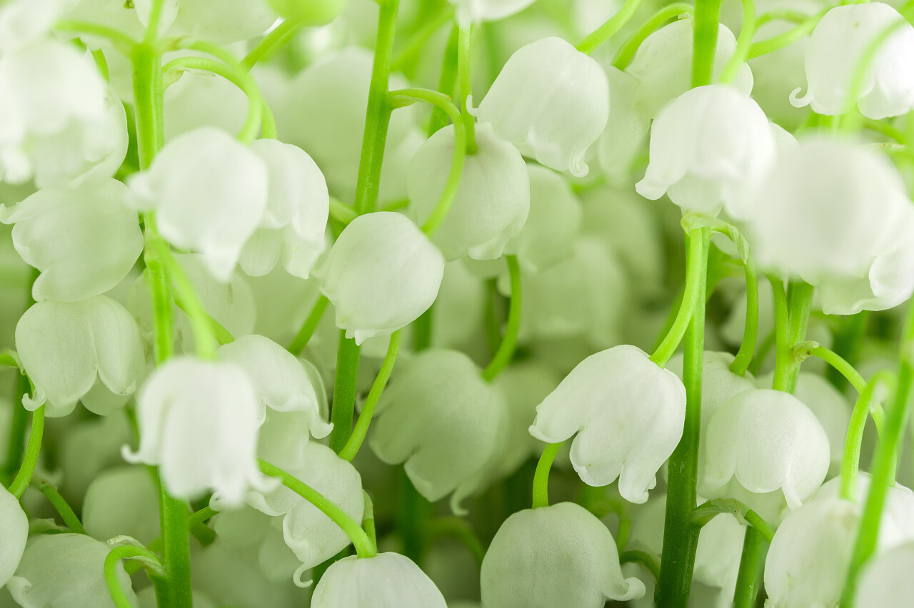 茉莉花朵植物特写