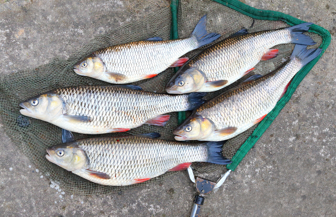 渔网捕获的鱼