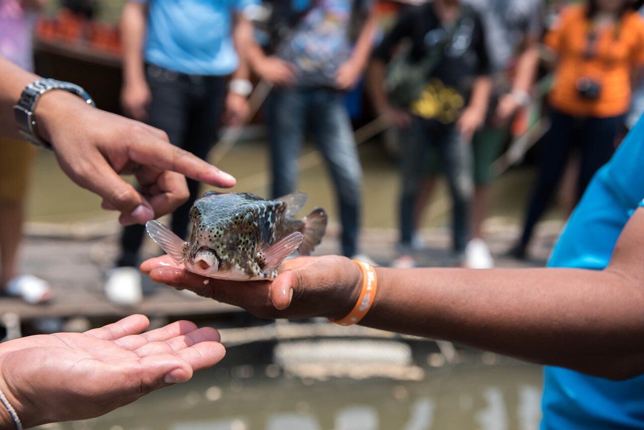 从河里捞出的河豚鱼