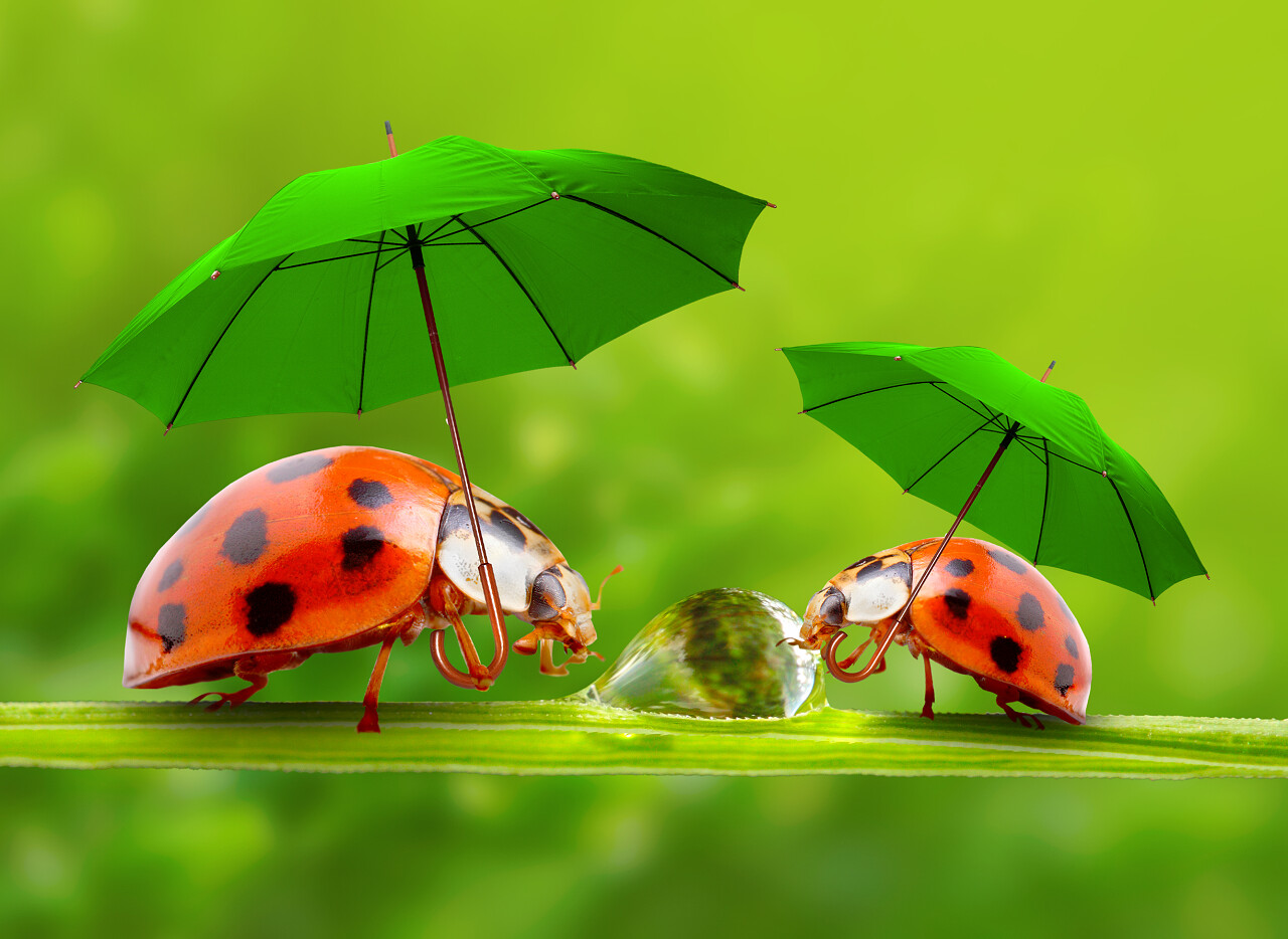 树枝上的瓢虫渲染传统二十四节气24节气惊蛰