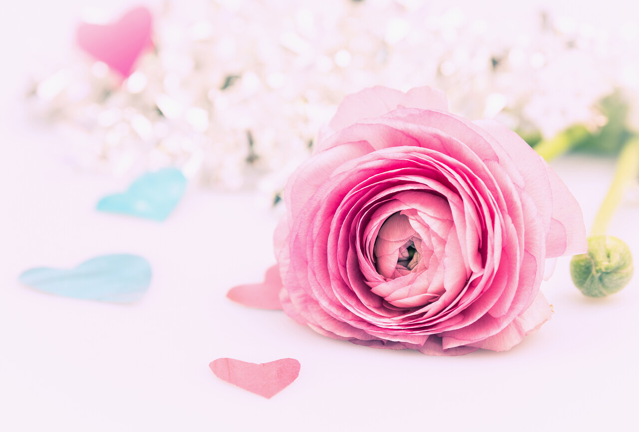 粉色背景上的花朵爱情