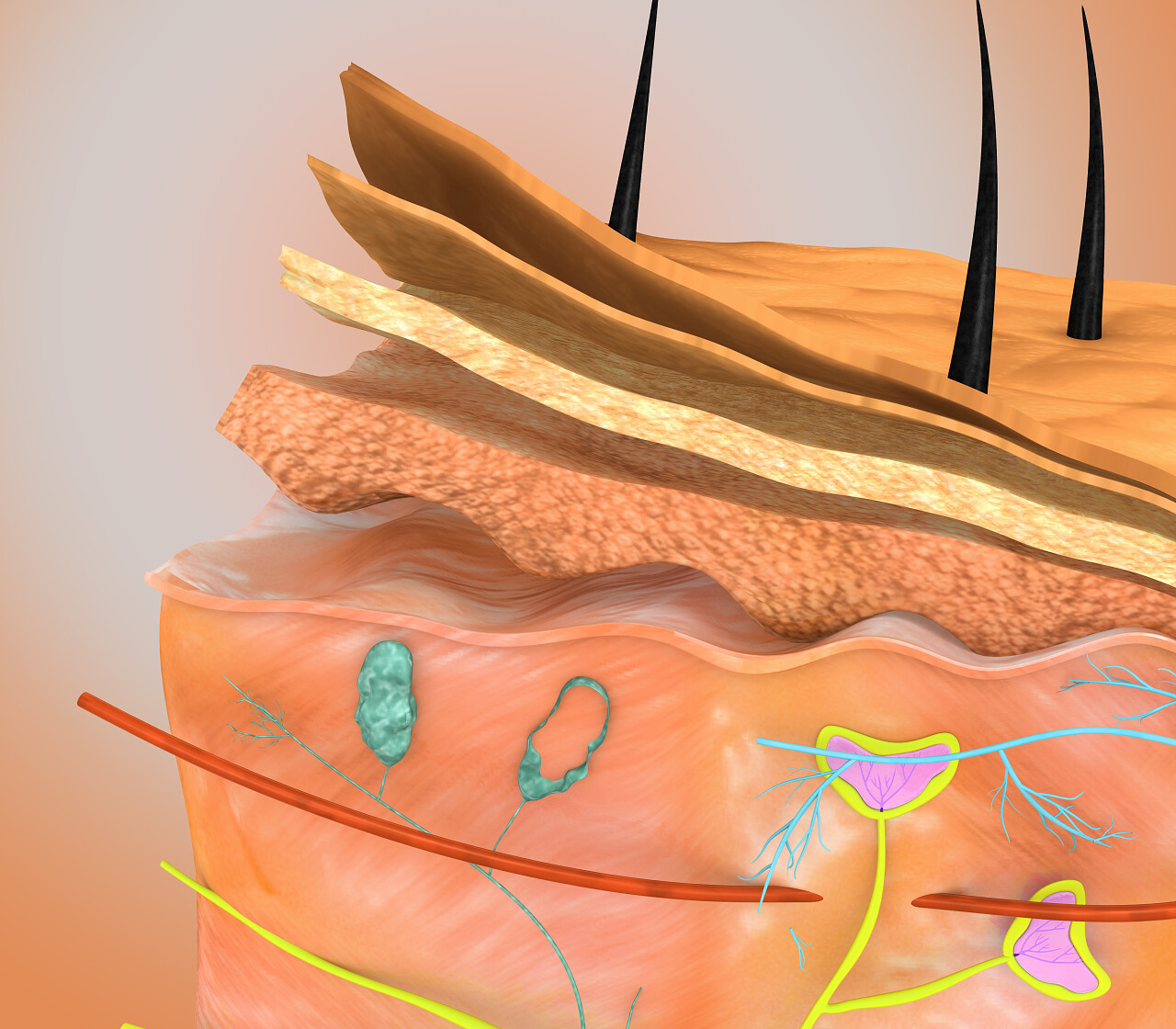 人体皮肤分层渲染图