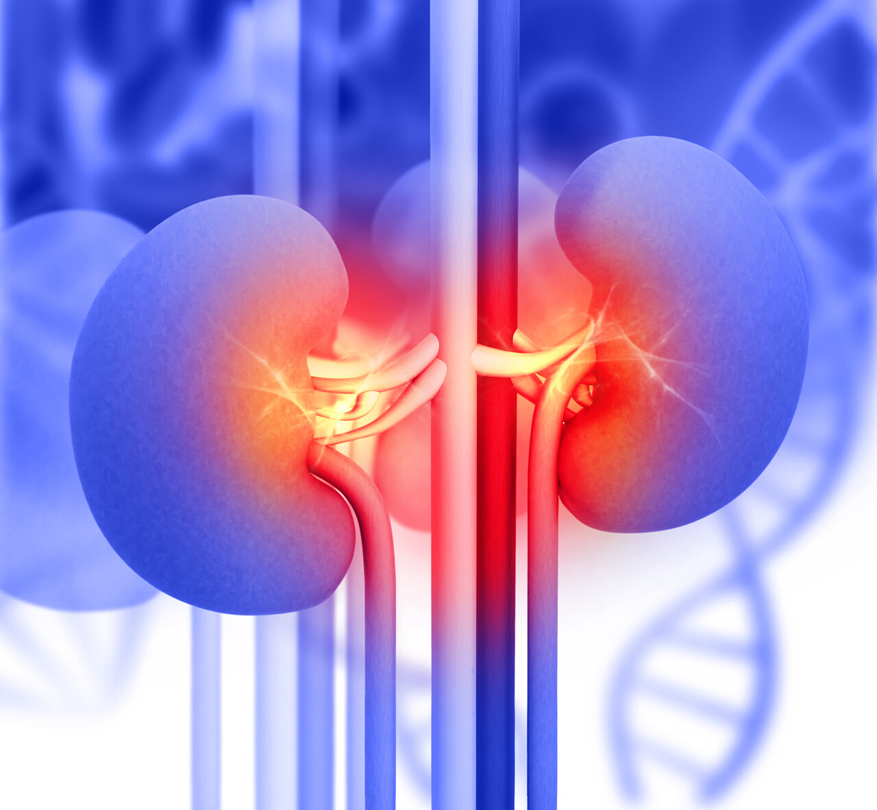 人类肾脏的3d渲染世界肾脏日
