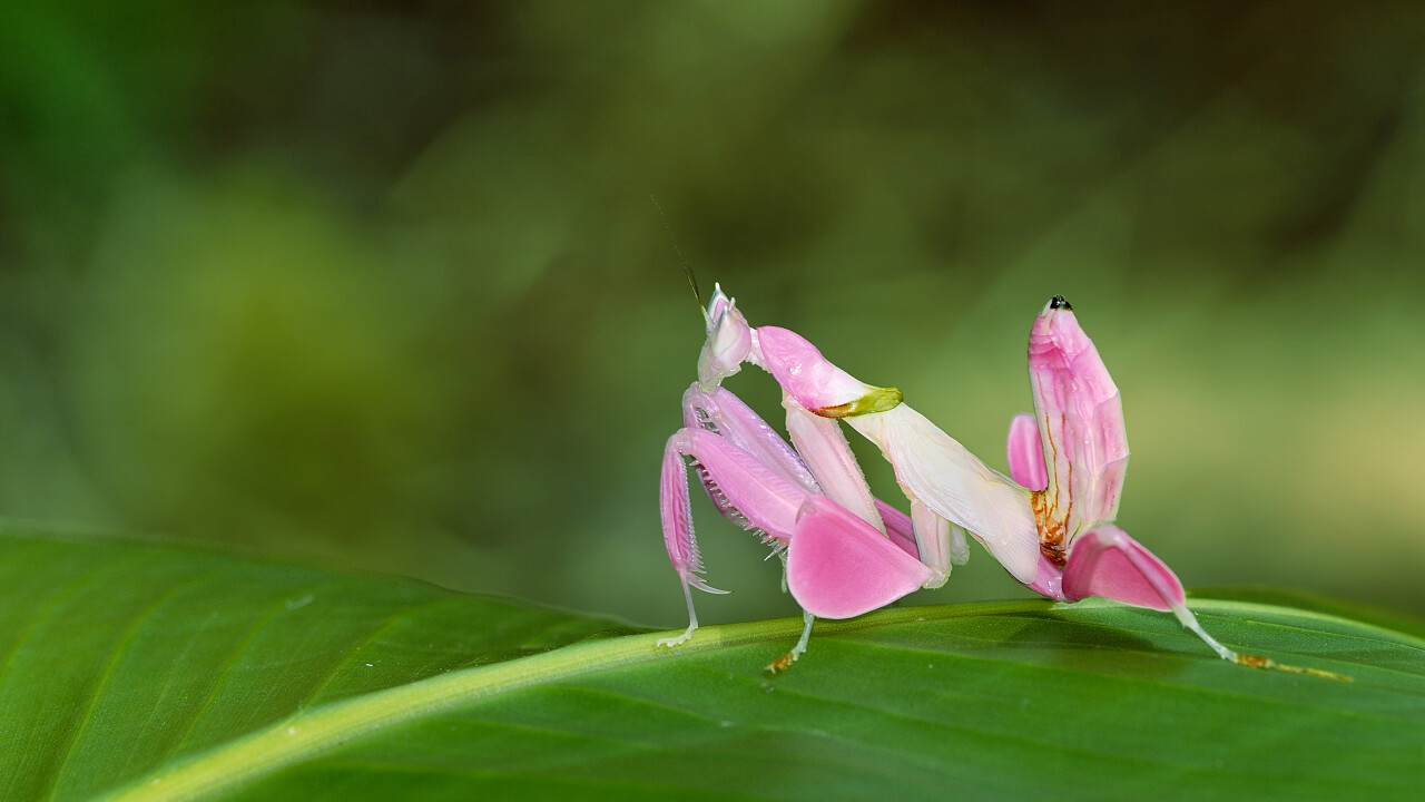 兰花螳螂