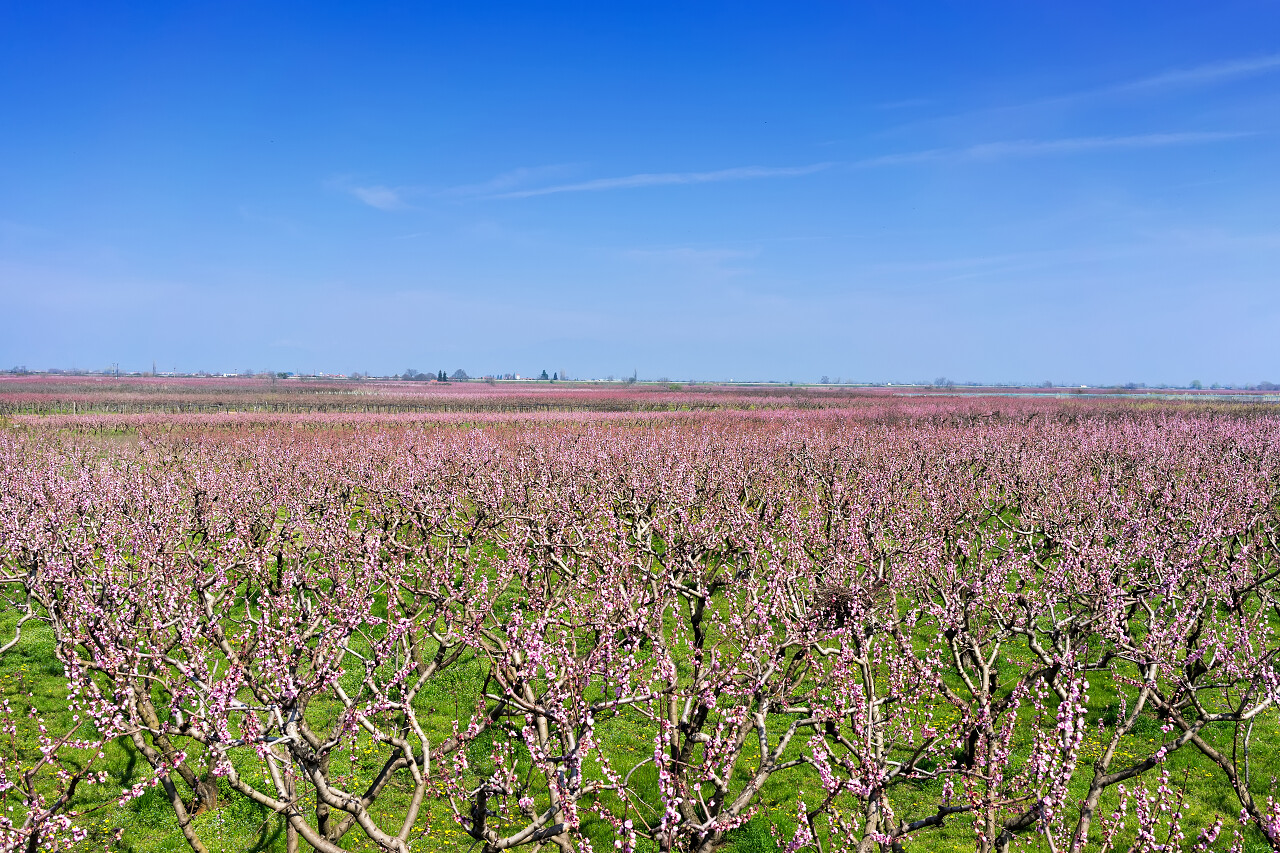 春天里的桃林传统二十四节气24节气春分