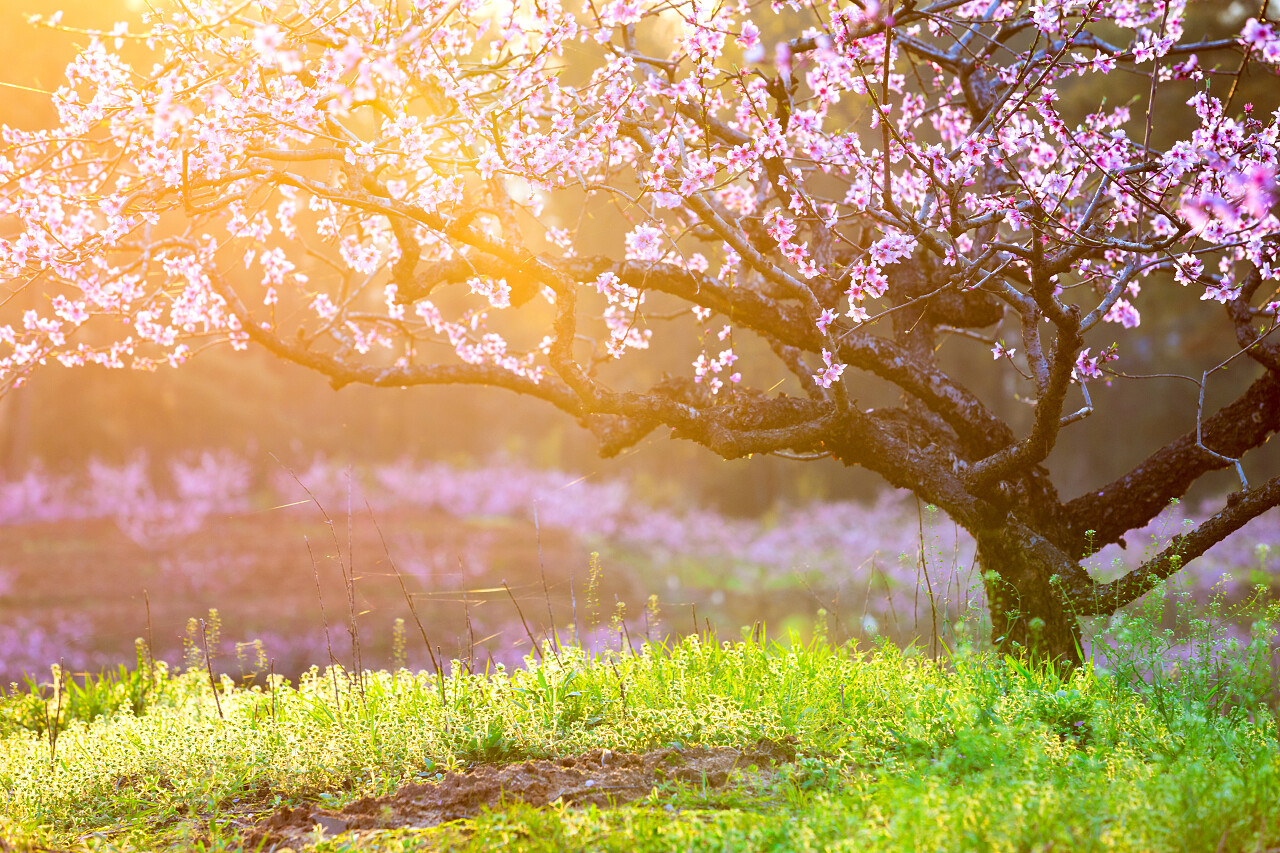 桃花和阳光的绿草传统二十四节气24节气春分