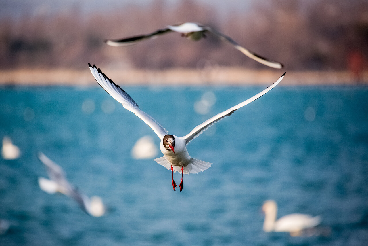 自由飞翔的海鸥