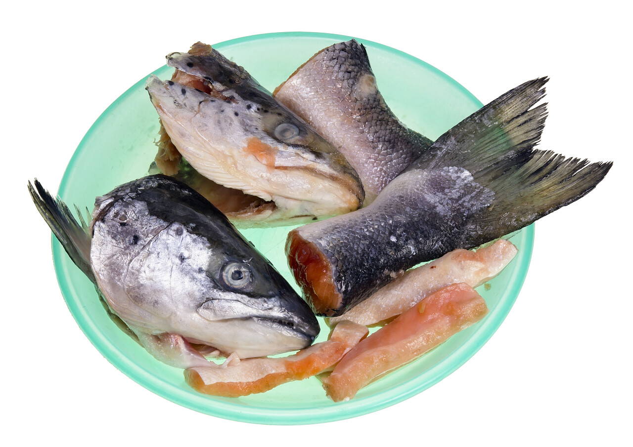 新鲜鲑鱼的头部和尾巴