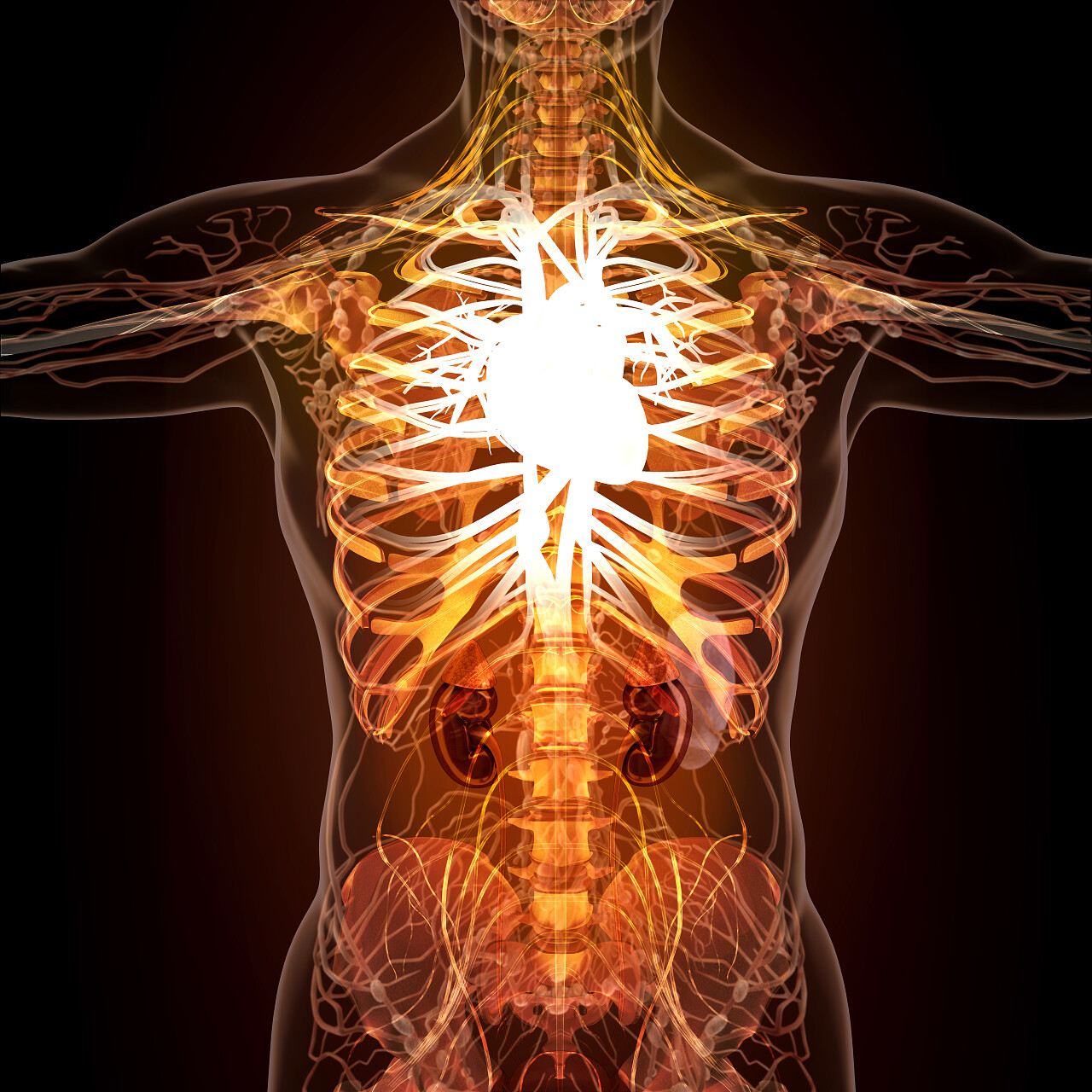 在X射线视图中人体器官的解剖