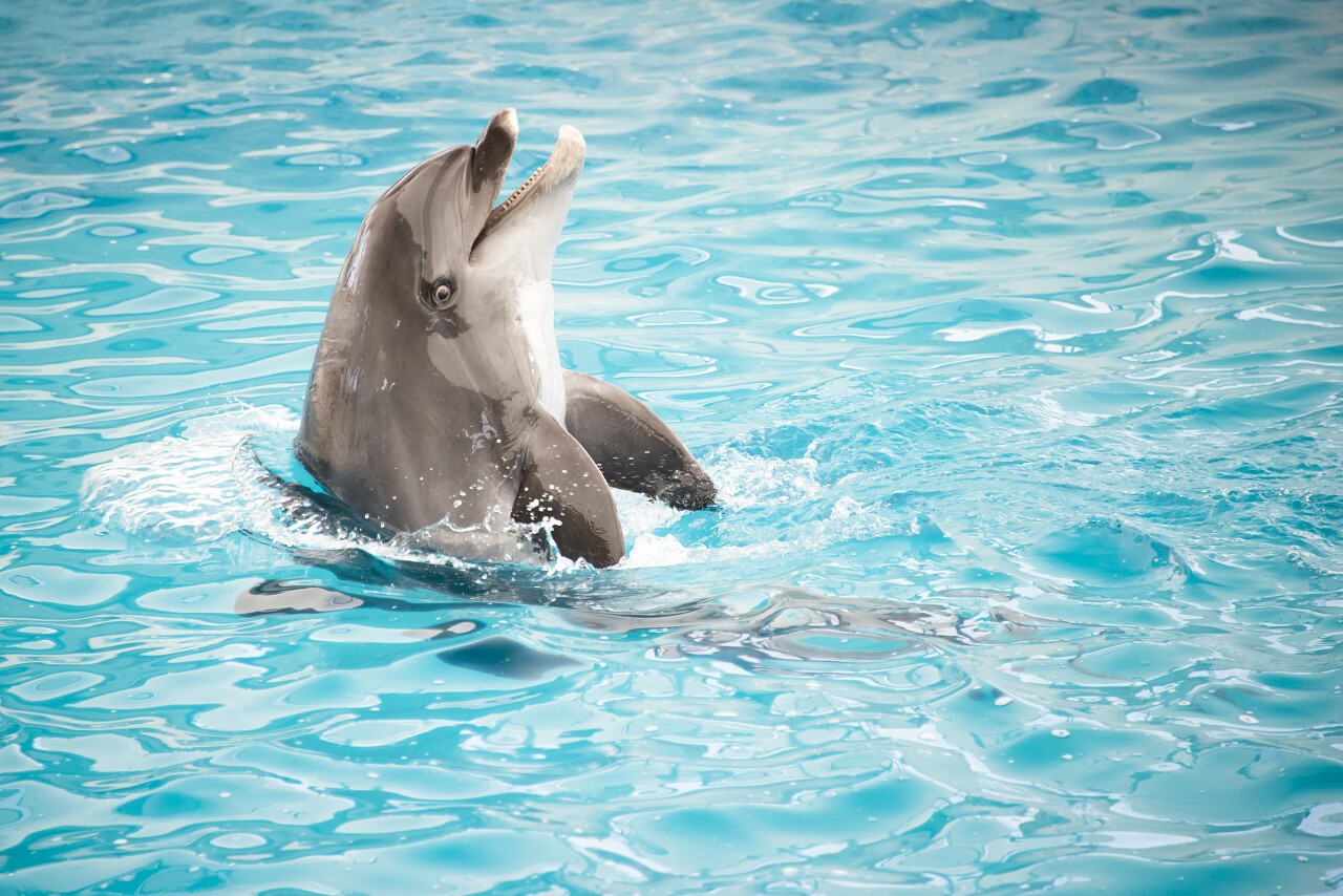 海洋馆的一只海豚浮出水面