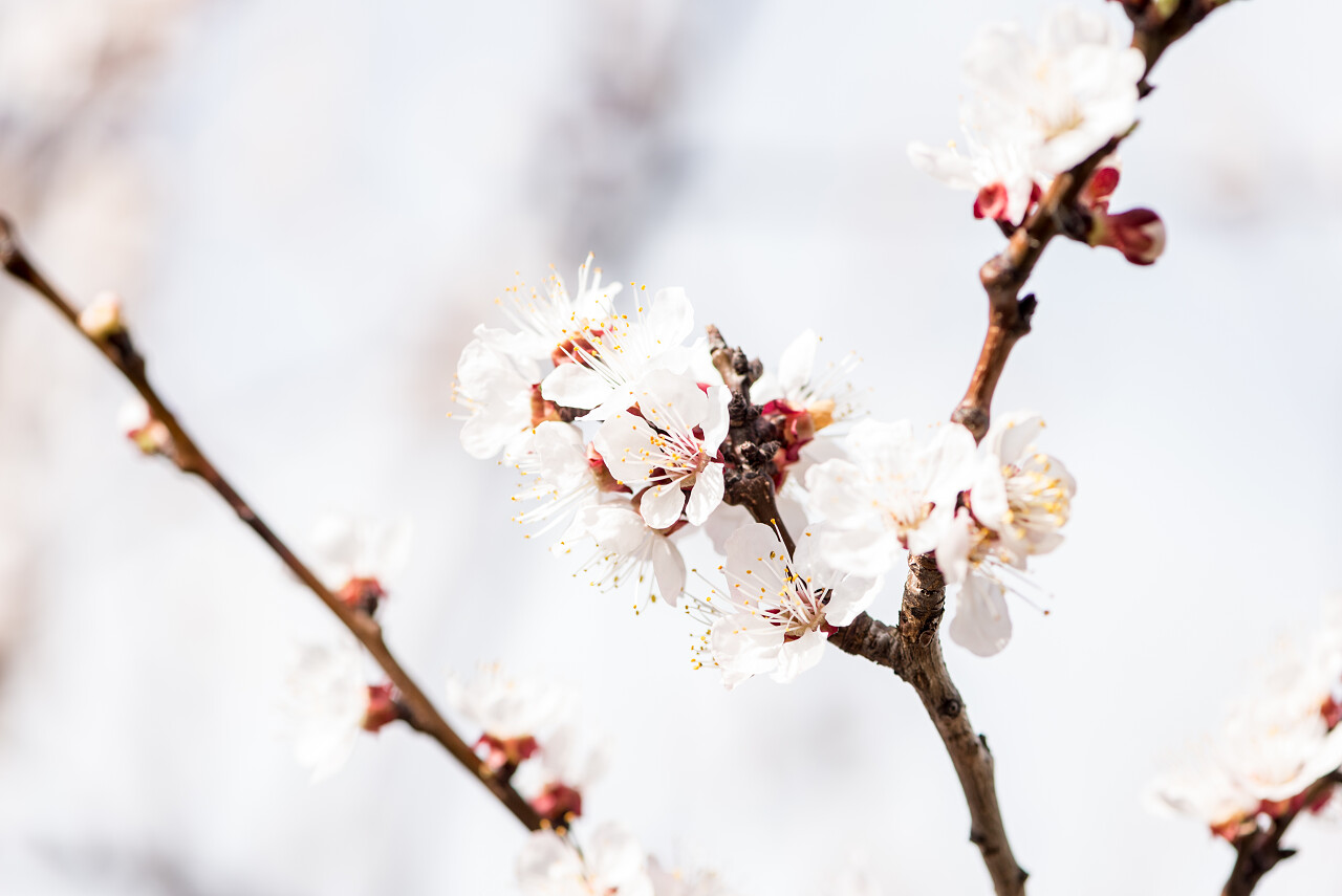 春天的桃花传统二十四节气24节气春分