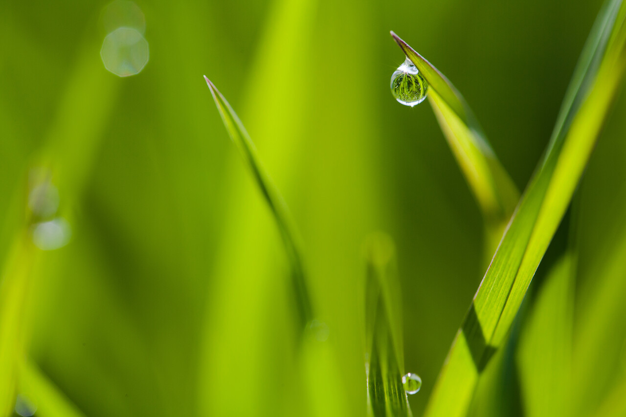 绿草与叶子上的水珠传统二十四节气24节气谷雨传统二十四节气24节气雨水