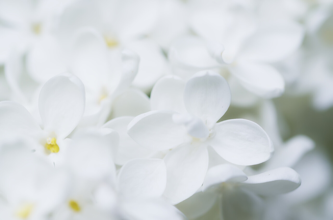 自然的背景下的白色的淡紫色花