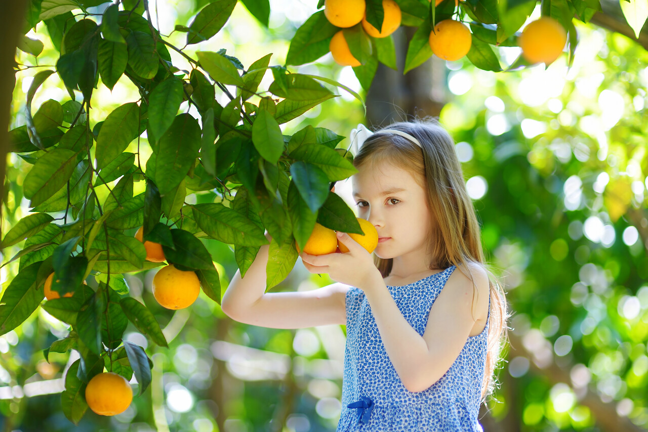 可爱的小女孩在阳光明媚的橘树花园摘新鲜成熟的橘子