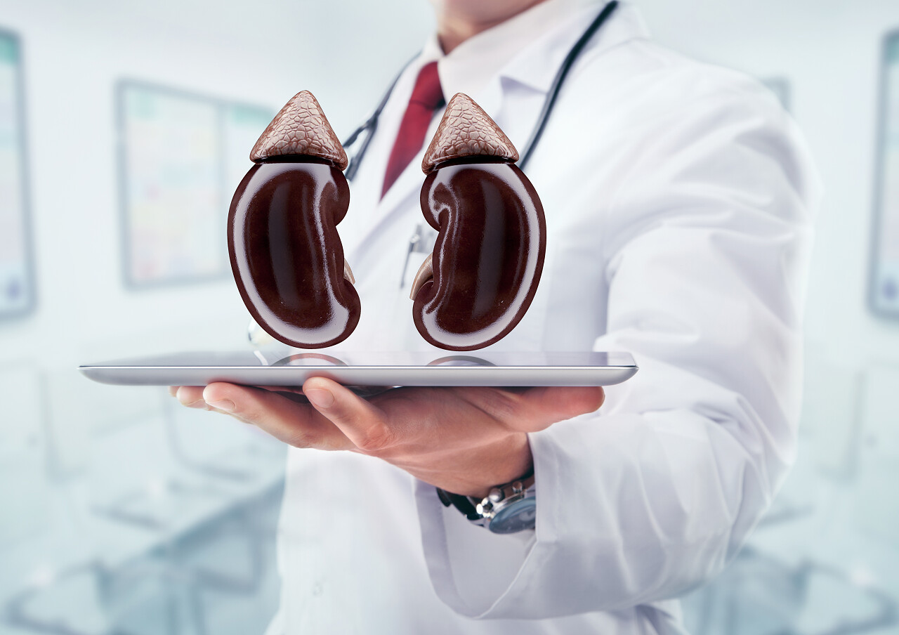 医生用听诊器诊断手上的肾脏模型世界肾脏日