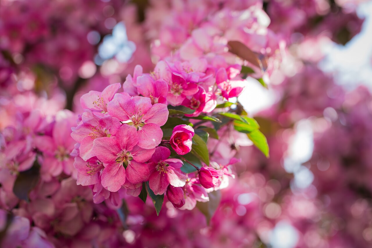 春天富士苹果树自然盛开的可爱粉色花
