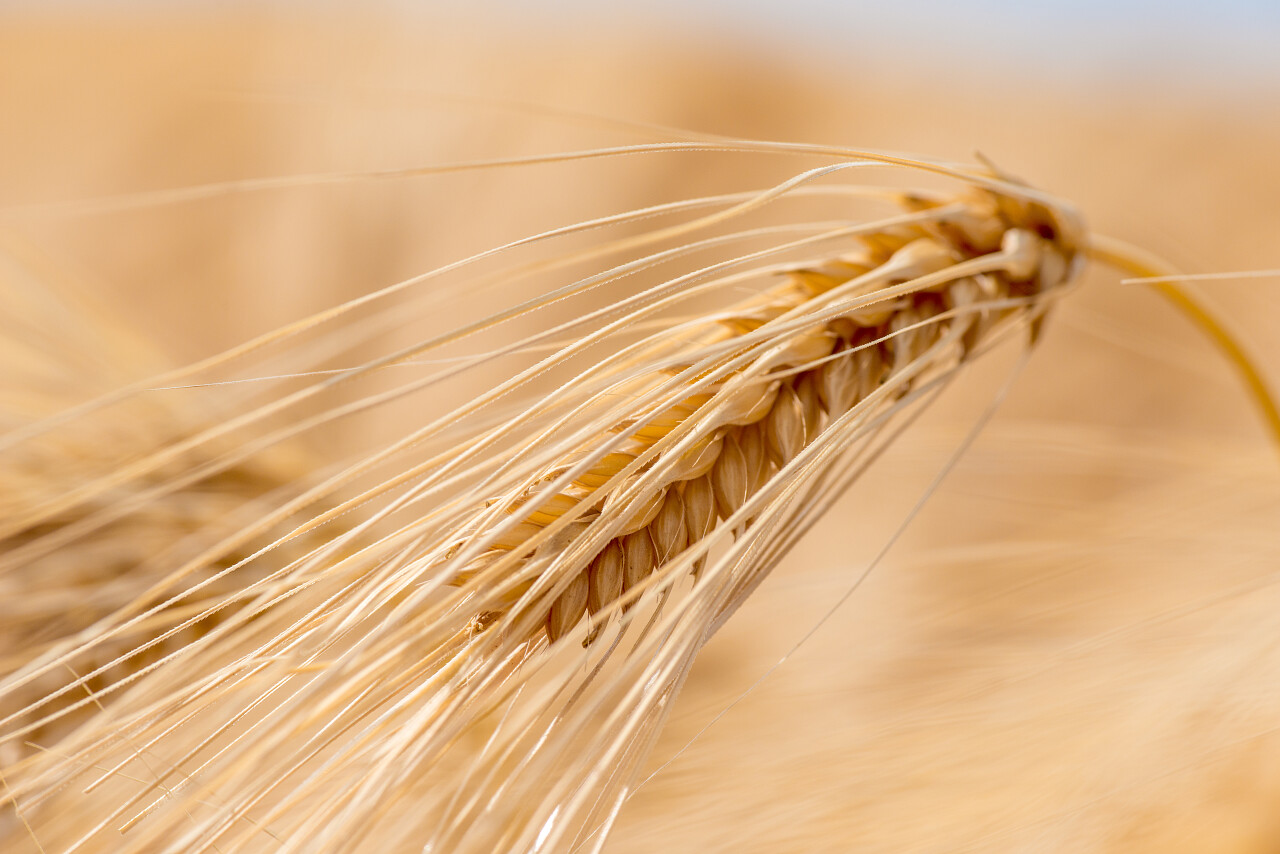 大麦籽粒可以制作成面粉 大麦面包 啤酒大麦 一些威士忌酒一些伏特加酒和动物饲料二十四节气24节气芒种小满