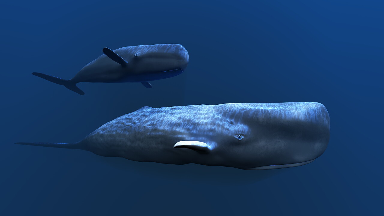 鲸鱼的形象