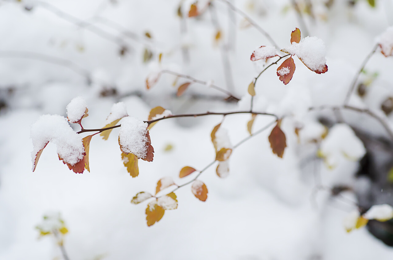 雪下植物分枝自然冬季背景二十四节气立冬小雪大雪冬至小寒大寒