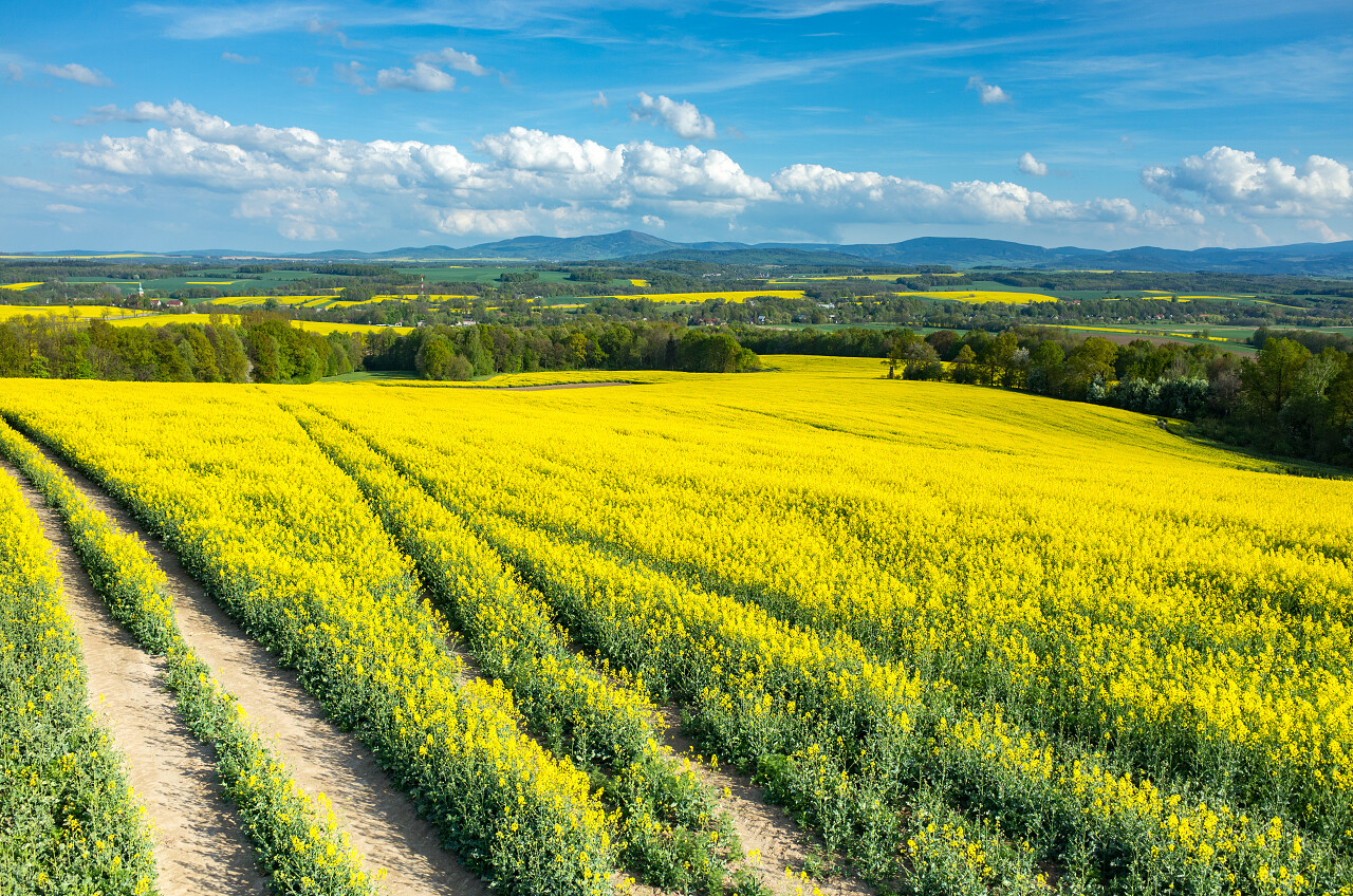 大型菜子油场瞰图油菜花旅游传统二十四节气24节气清明节清明
