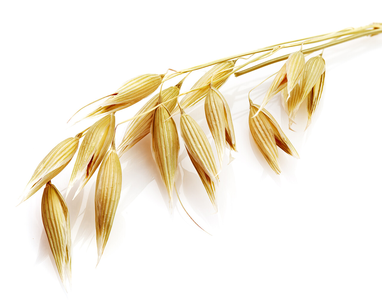 孤立的主人家的燕麦粒谷物